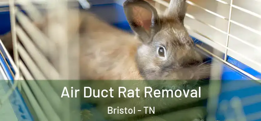  Air Duct Rat Removal Bristol - TN